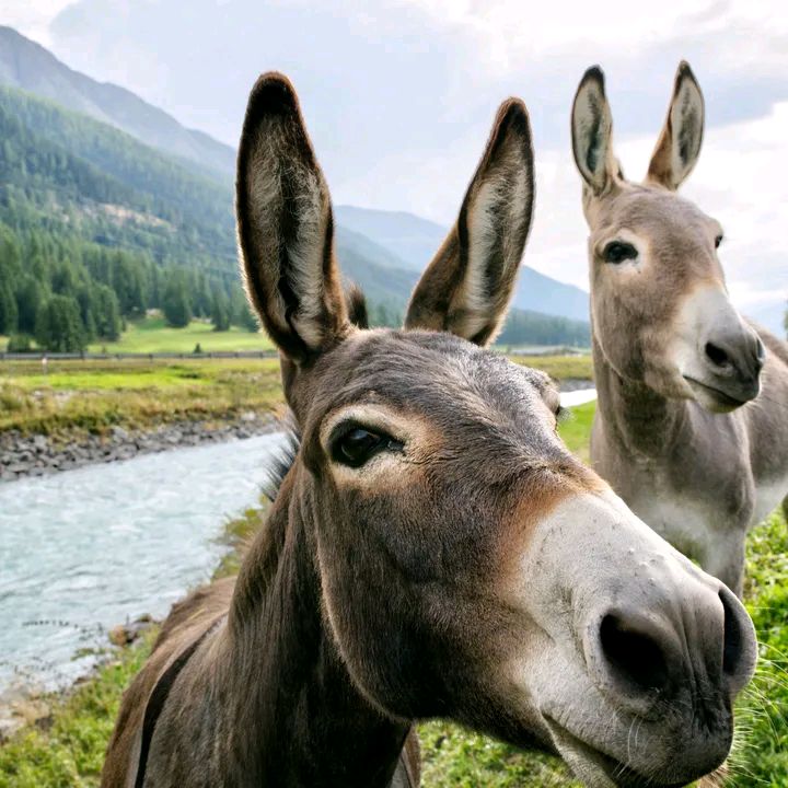 miya 🐴 ²