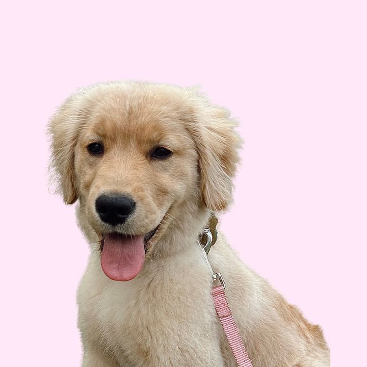 Crosby The Golden Gal