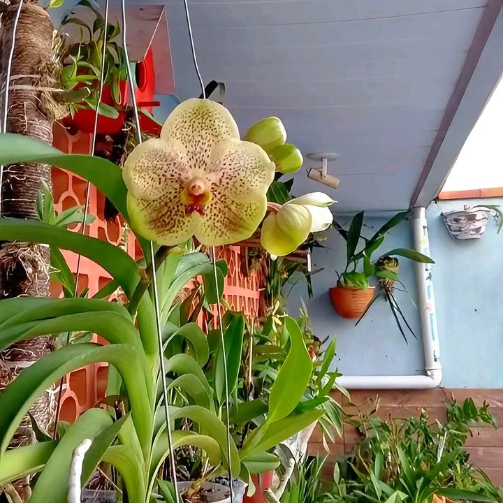 🪴GARDEN🌺RESERVA💚