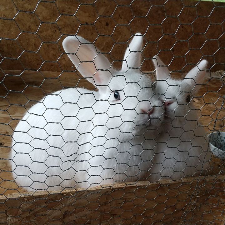 うさぎさん