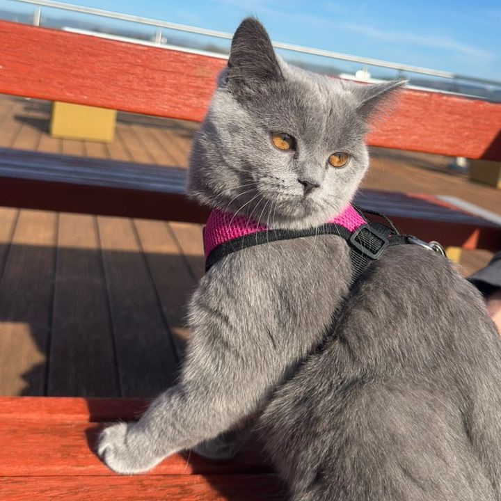 Bella