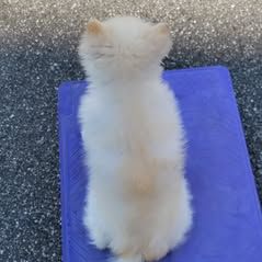 あんずとーちゃん