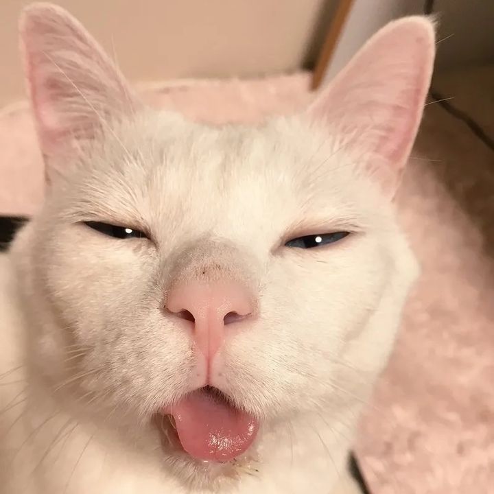 Skibidi Cat