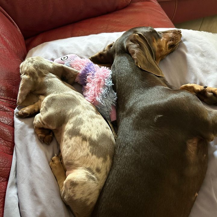 Camilla e Carlotta 👑👑