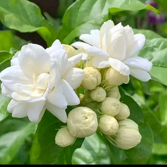Melati