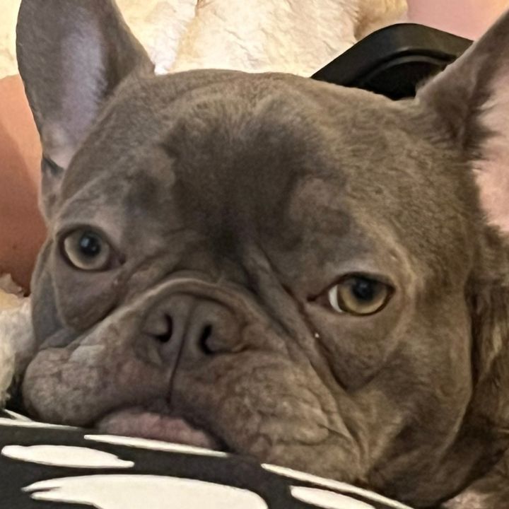 bulldogsrbest