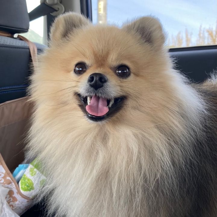 ジン9歳(Part2)🐶