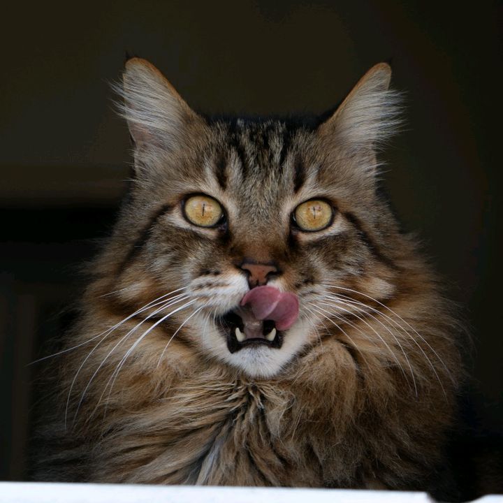 OzelinoCat