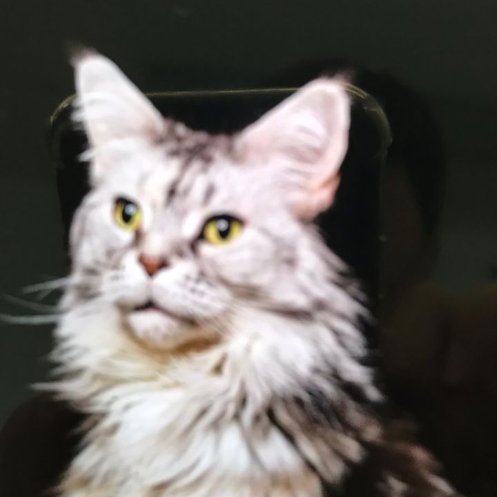 thomaszhan2