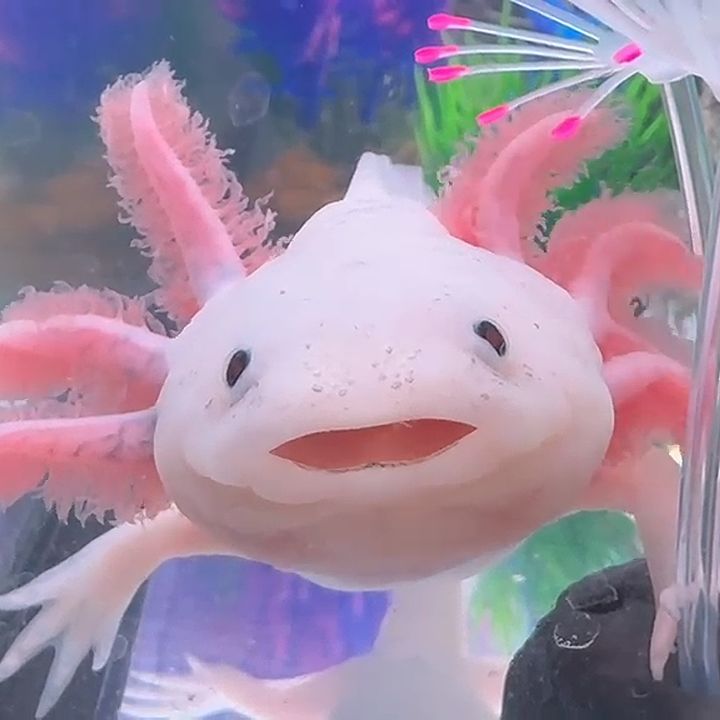 gertrude