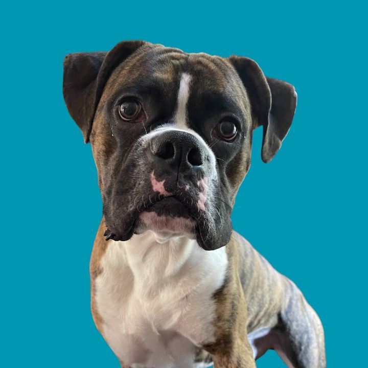 Elvis the Boxer