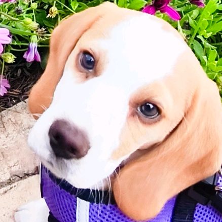 LUNNA BEAGLE
