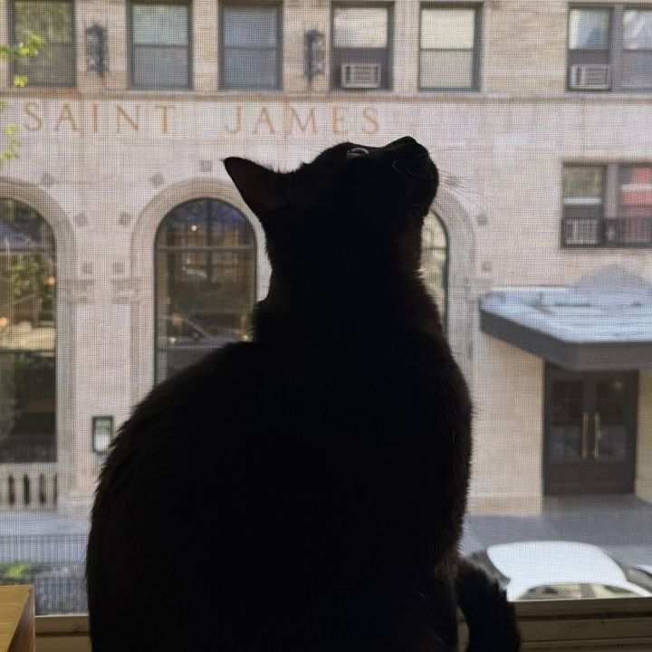 cozyapartmentcat