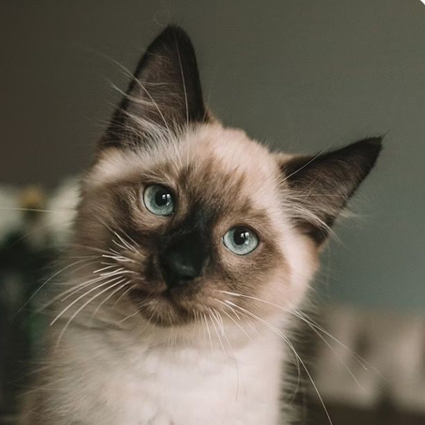 Veda