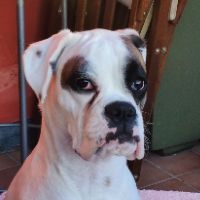Gioia 🐶