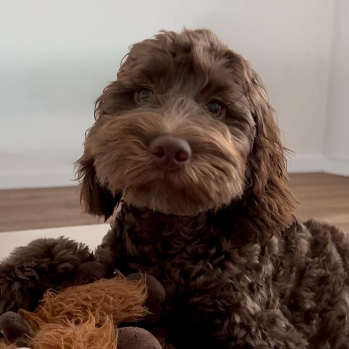 Beauthecockapoo