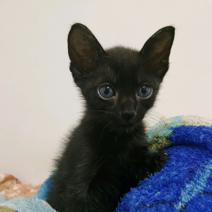 Leozinho 🐈‍⬛