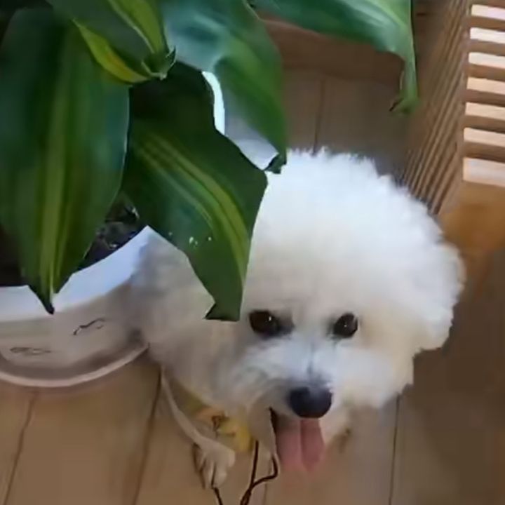 Zoé