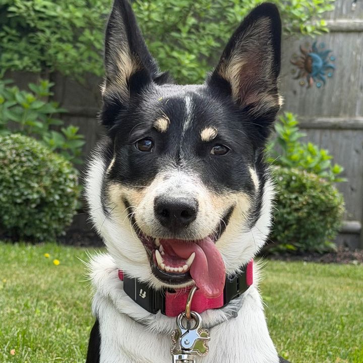 rhaenyra.cattledog