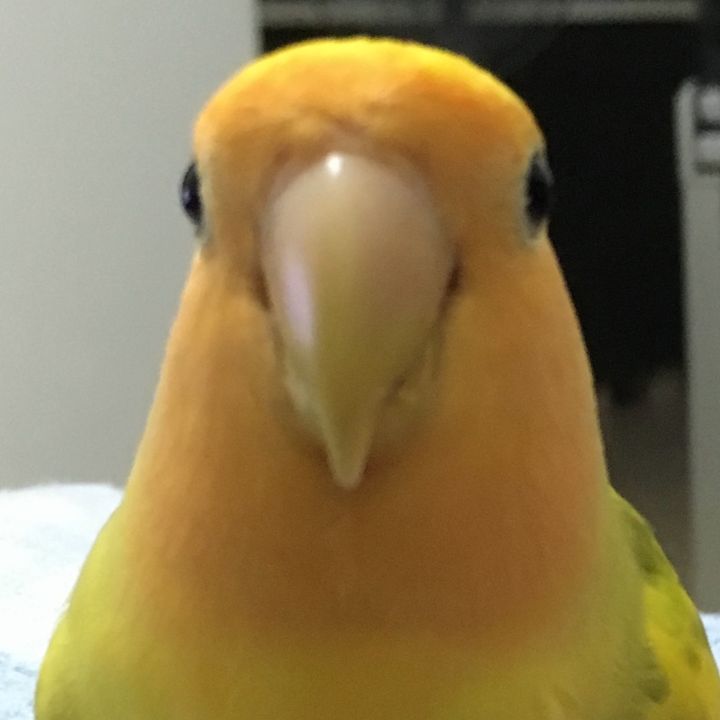 Angie bird