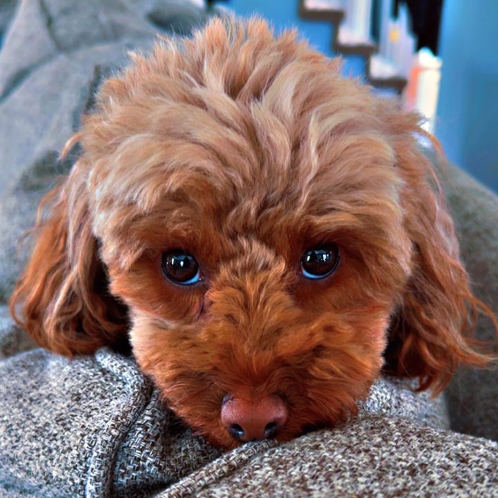 Gemma Bear