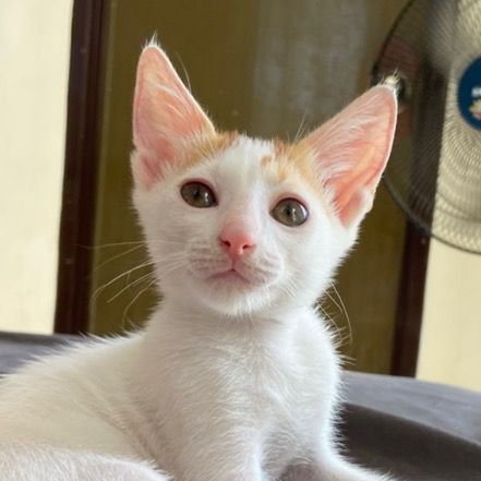Willy the Puspin 🐱