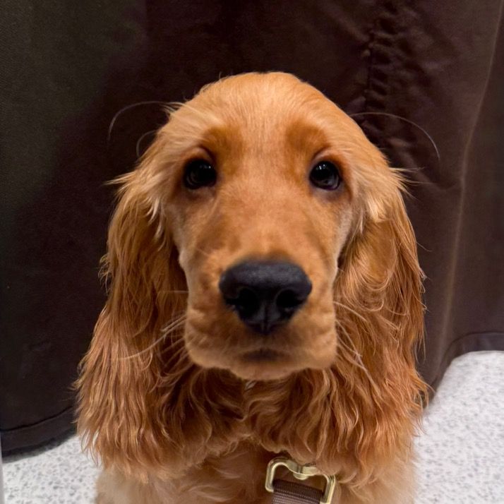 Whiskey the Cocker