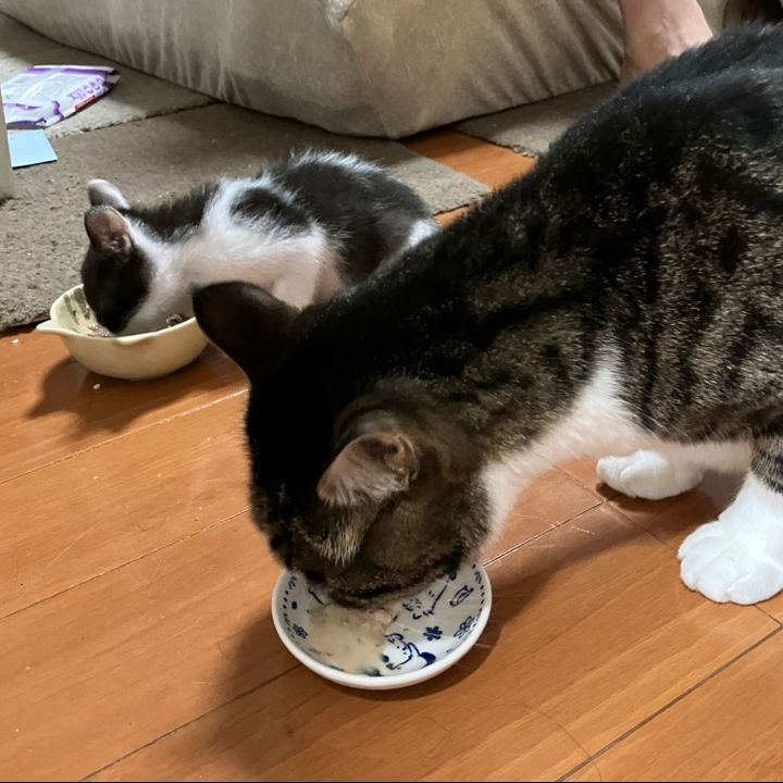 ぜんすけ&こうすけ🐾