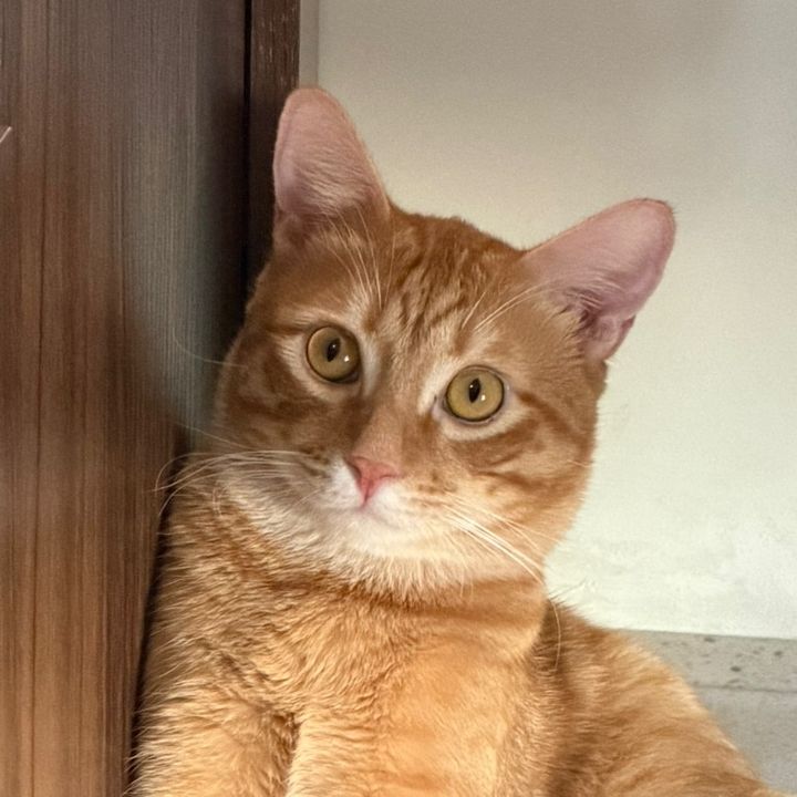Callie Boy