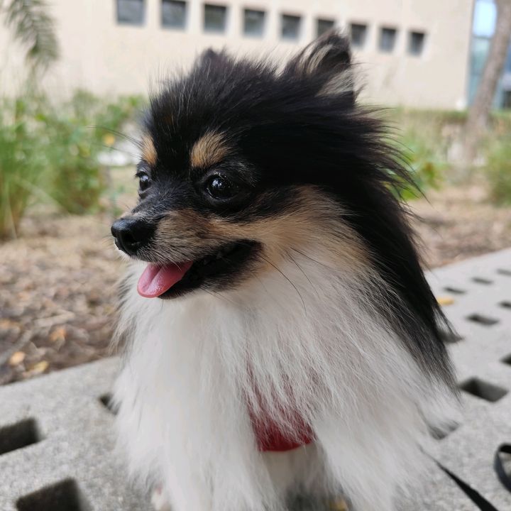 pomeraniaelche
