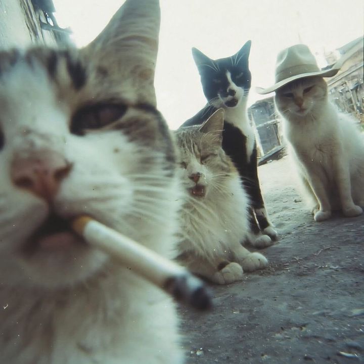 𝒹𝒶𝓃𝒾ℊ𝒶𝓈𝒽ℴ𝓅