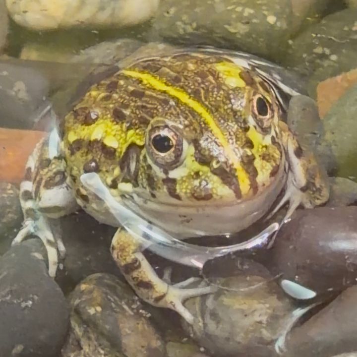 Picklethepixiefrog