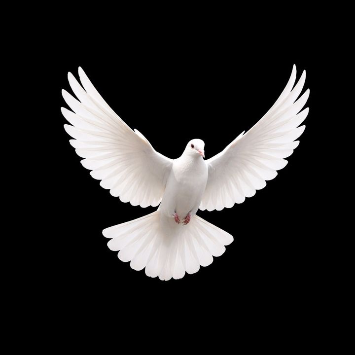 Amazing Grace 🕊️