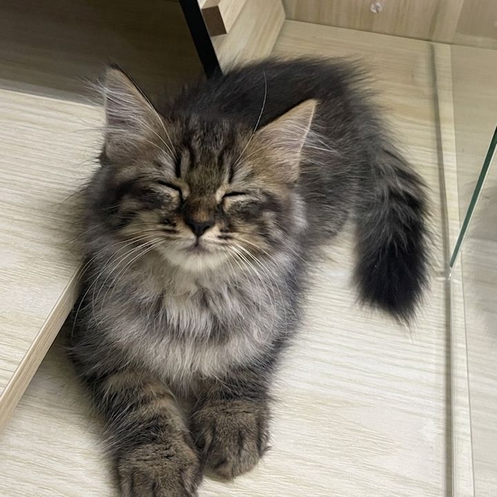 Mochi Mochi 😺