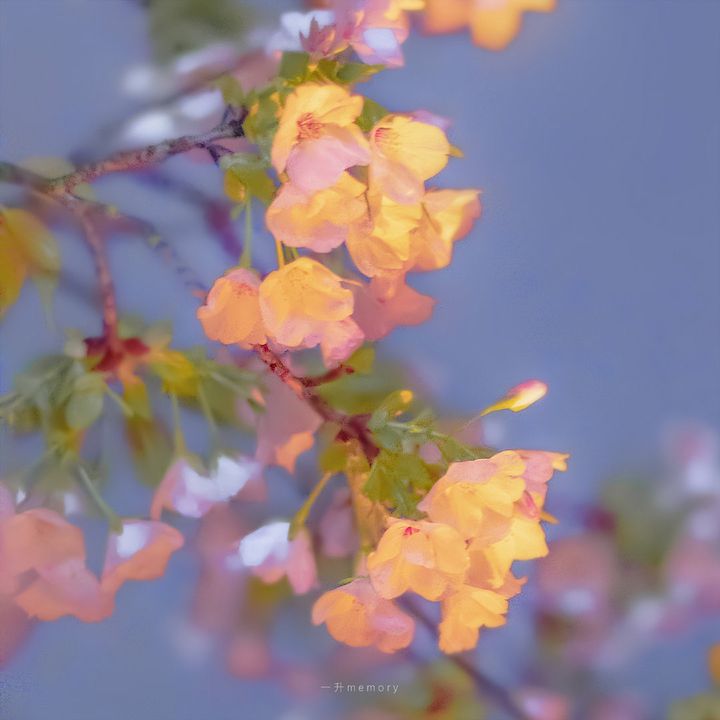SophiaLifeDiary