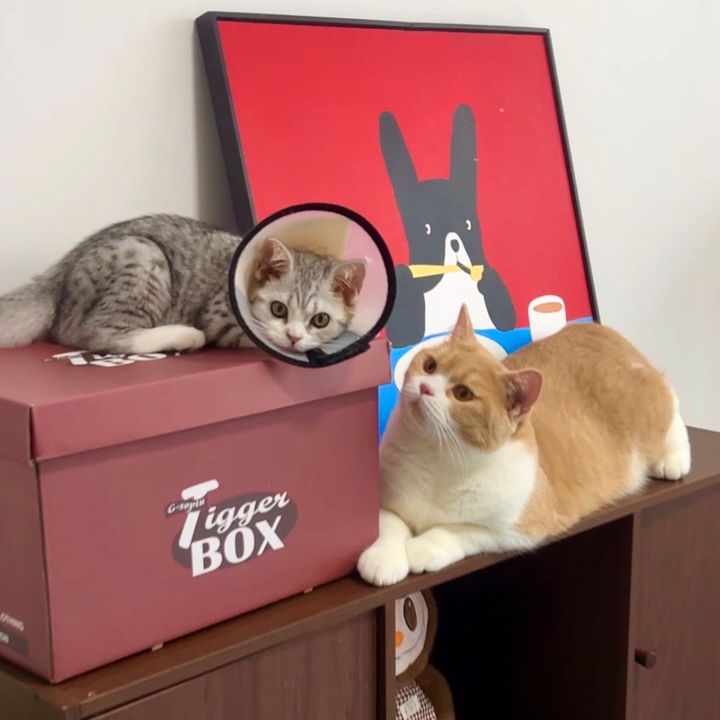 luna & Stella