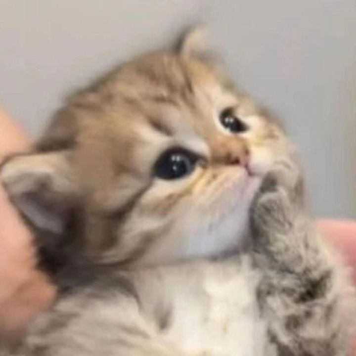 LuluBloom