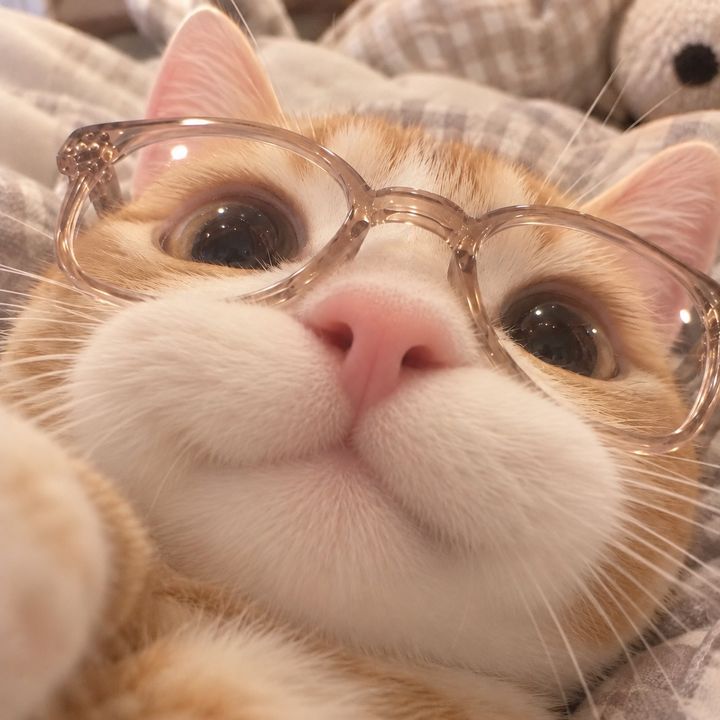 😼