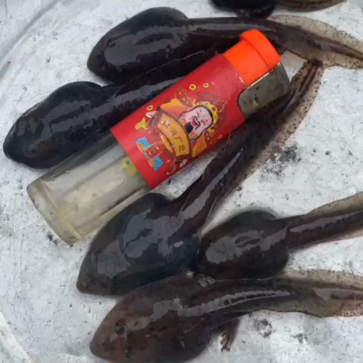 Hà Oanh