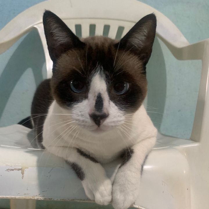 Gatos da Ana