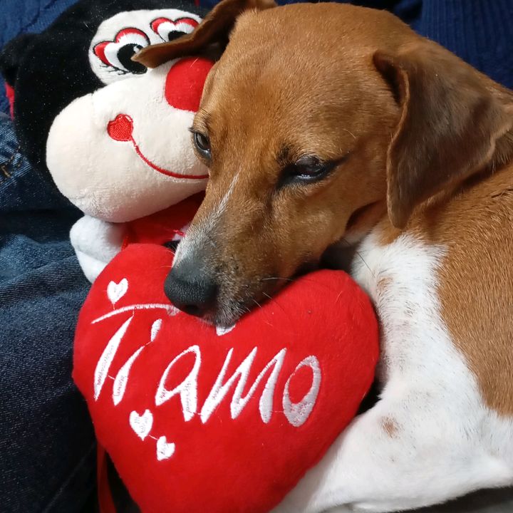 Jack Russell Gimmi