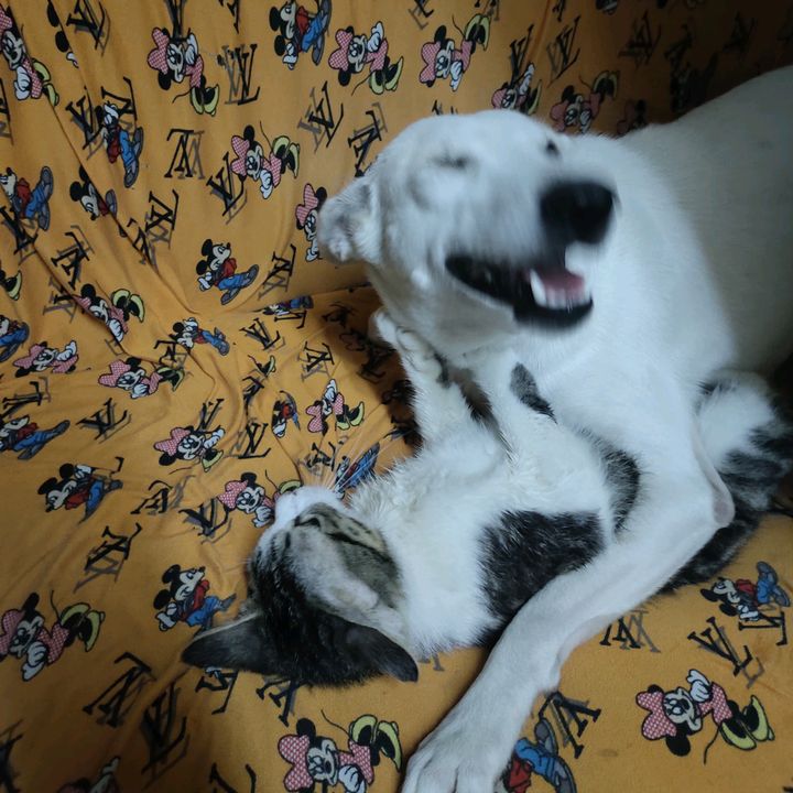 Chichayu