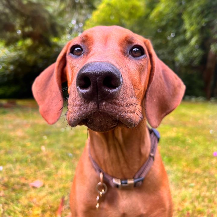Penny🩷🤎 Rhodesian Ridgeback