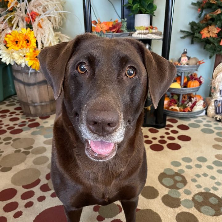 Mocha the Chocolate Lab