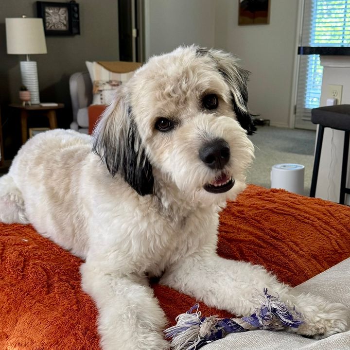 The Dood