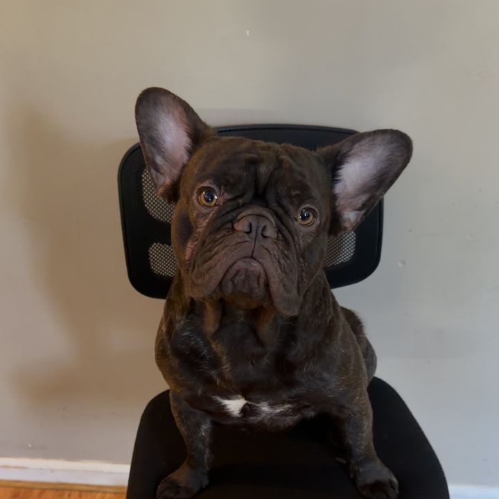 furbabyworthyy