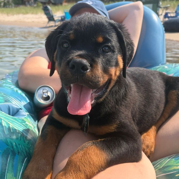 Oso