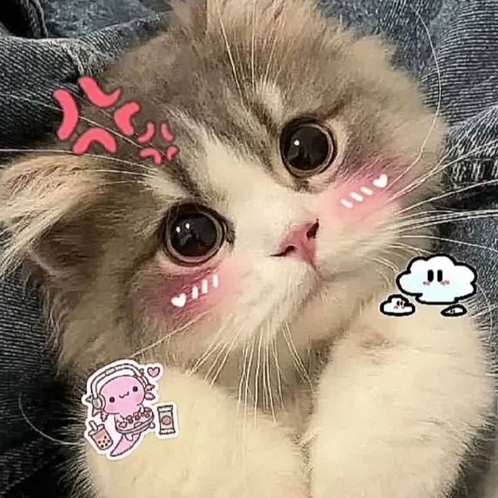 bellacns4