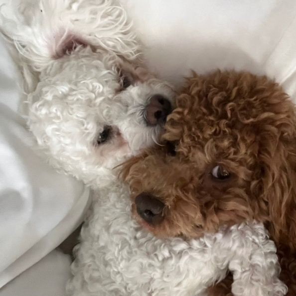 Bob and Brisket