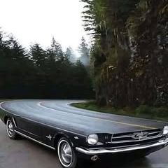 أبو عمار